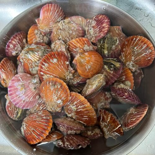 冷水に浸して洗浄中の活ホタテ